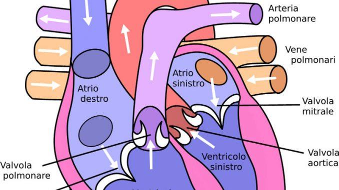 Valvola-Aortica-copertina