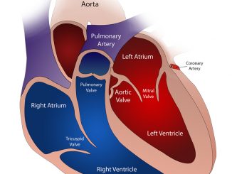 Valvole-cardiache-copertina