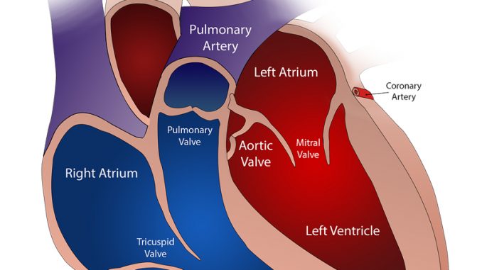 Valvole-cardiache-copertina