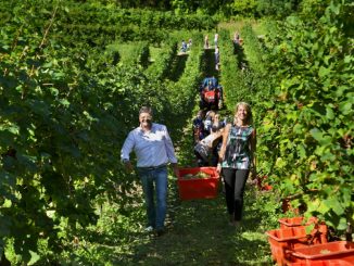 A-Le-Manzane-(TV)-si-vendemmia-per-la-SLA-copertina