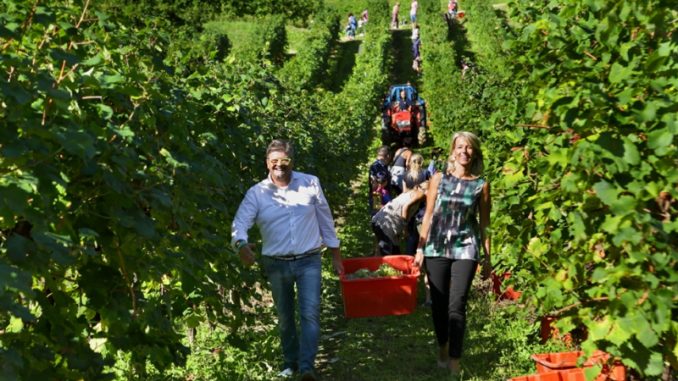 A-Le-Manzane-(TV)-si-vendemmia-per-la-SLA-copertina