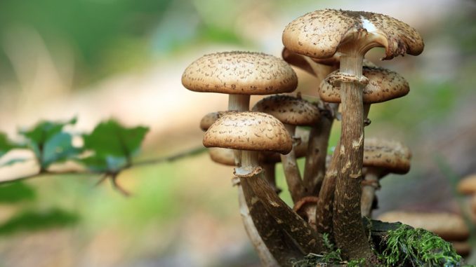 I-falsi-miti-sui-funghi-copertina