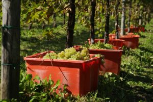 raccolta uva_vendemmia solidale 2018