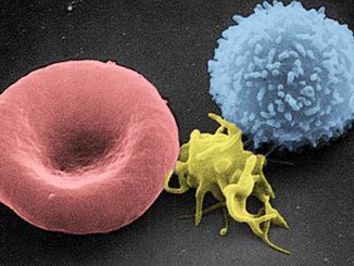 Piastrina-al-microscopio-copertina