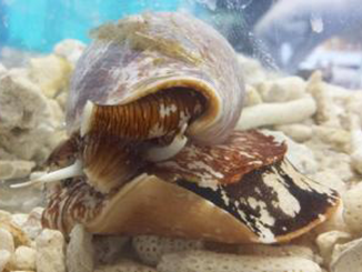 Lumaca-di-mare-Markus-Muttenthaler-copertina