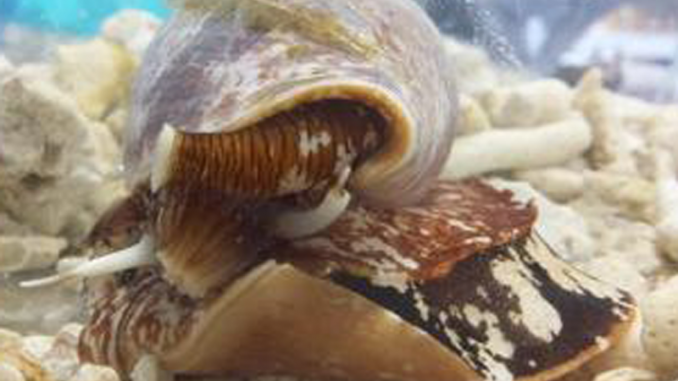 Lumaca-di-mare-Markus-Muttenthaler-copertina