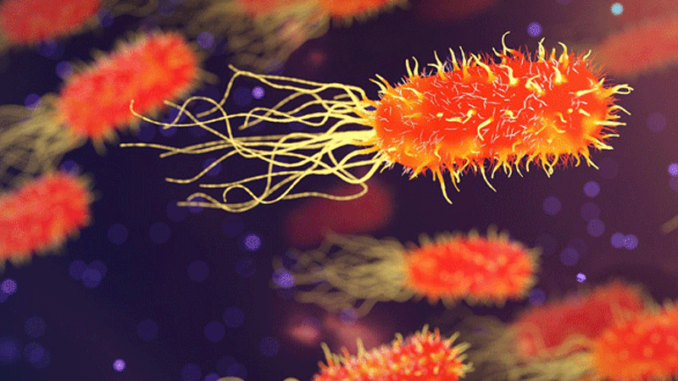 bacteria-3658992_1280-cop