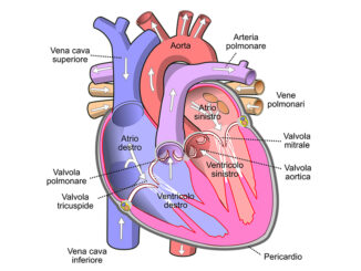 valvole-cardiache-cop