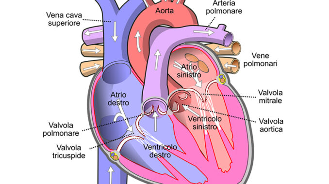valvole-cardiache-cop